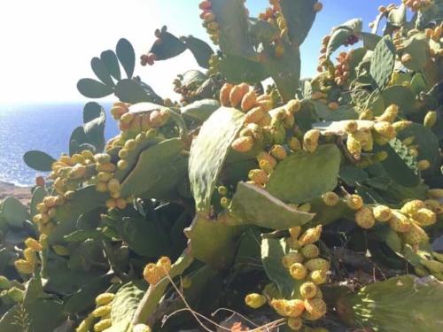 karpathos mesochori